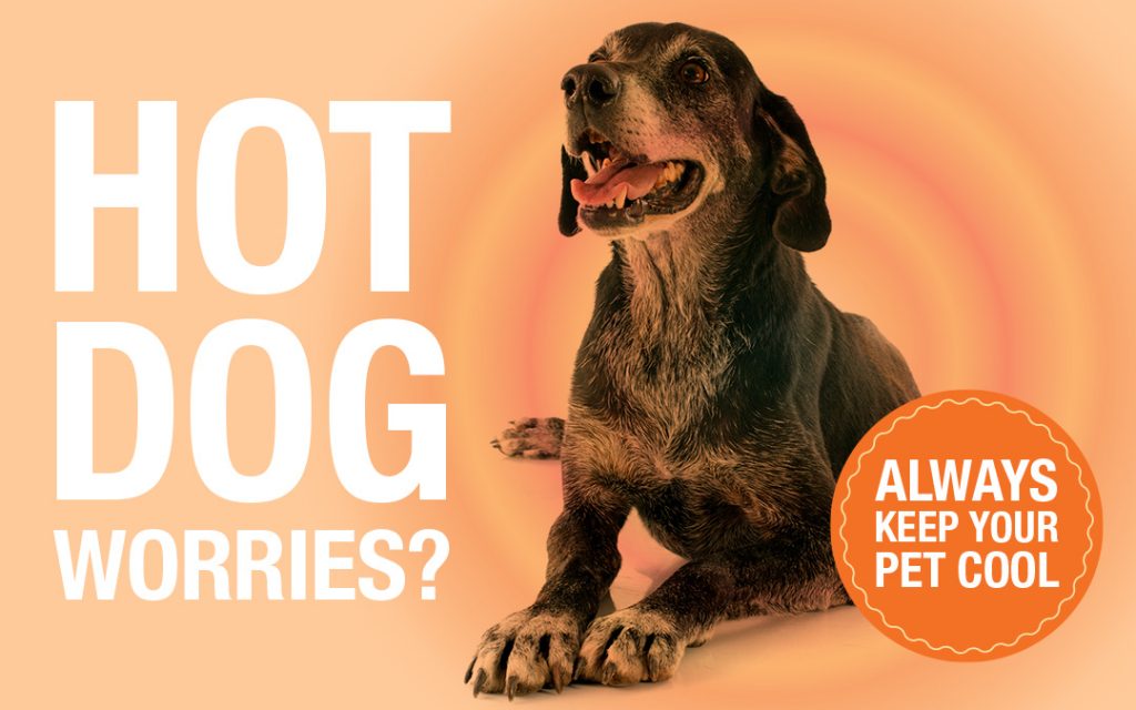heatstroke in pets