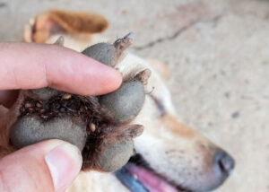 ticks-on-dog-paw