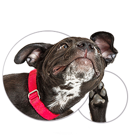 Skin & Coat Allergies