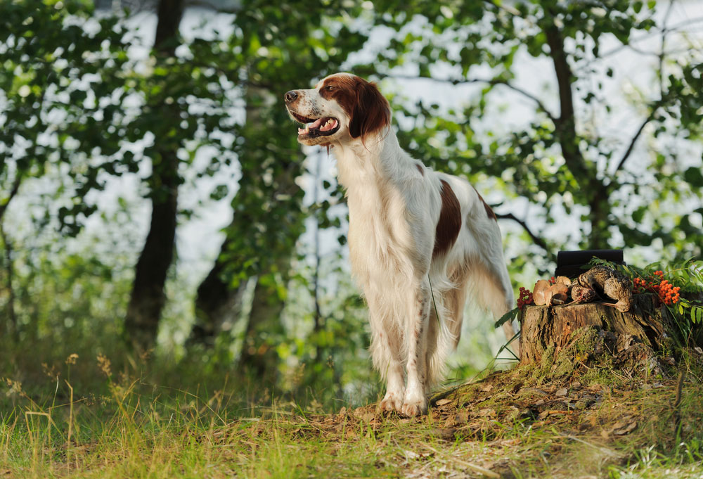 Irish Red and White Setter
