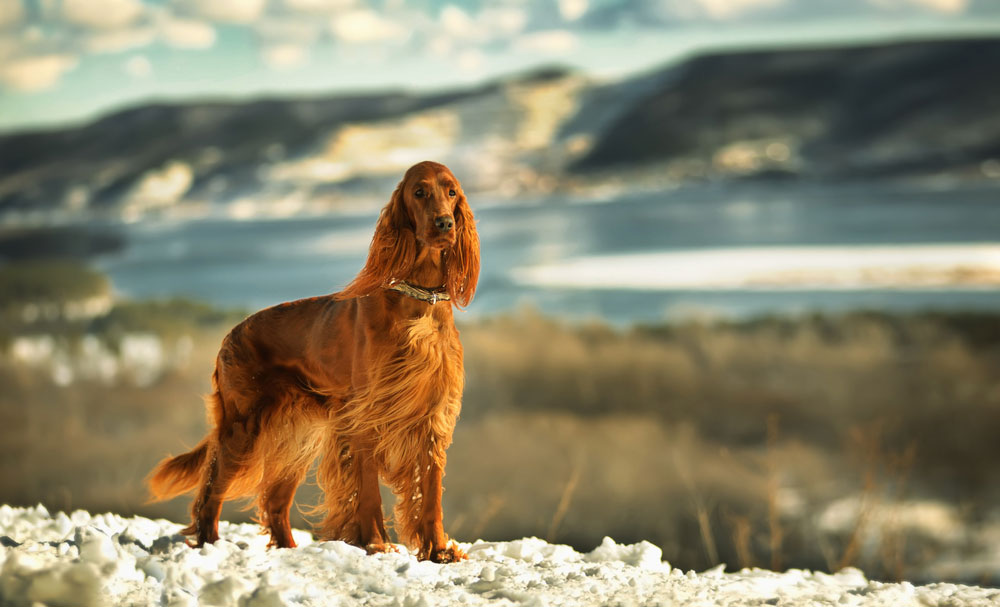 Irish Setter 