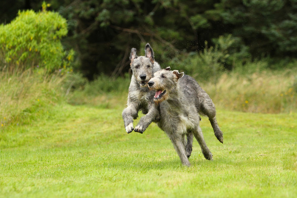 Irish Wolfhound
