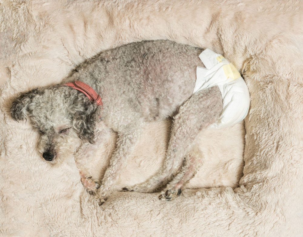 dog-in-diapers