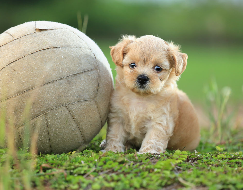 puppy-soccer