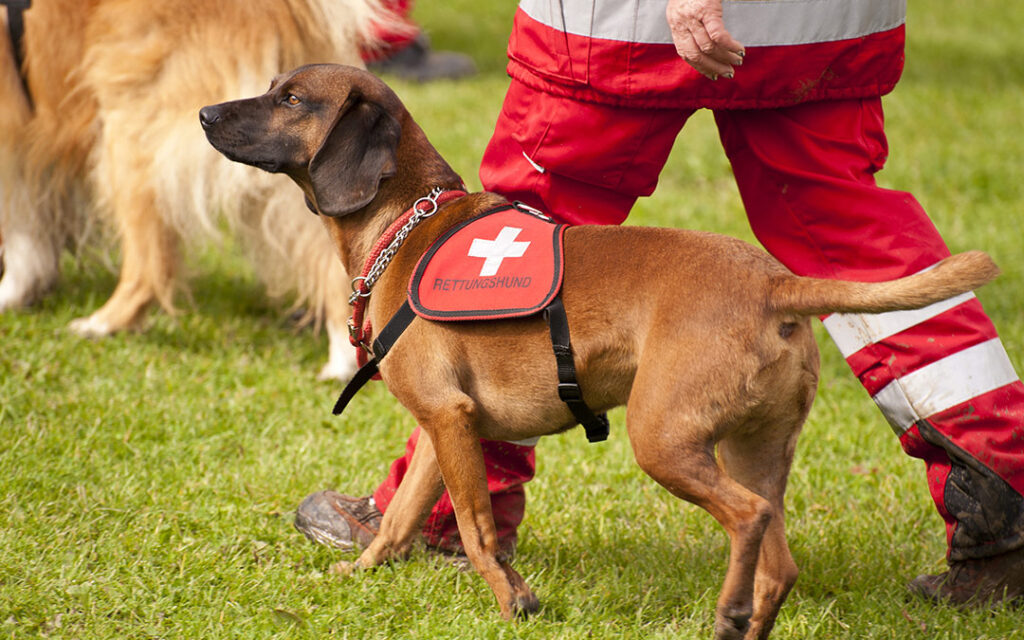 Blog_Nose_Jobs_03_Rescue_Training-1024x640