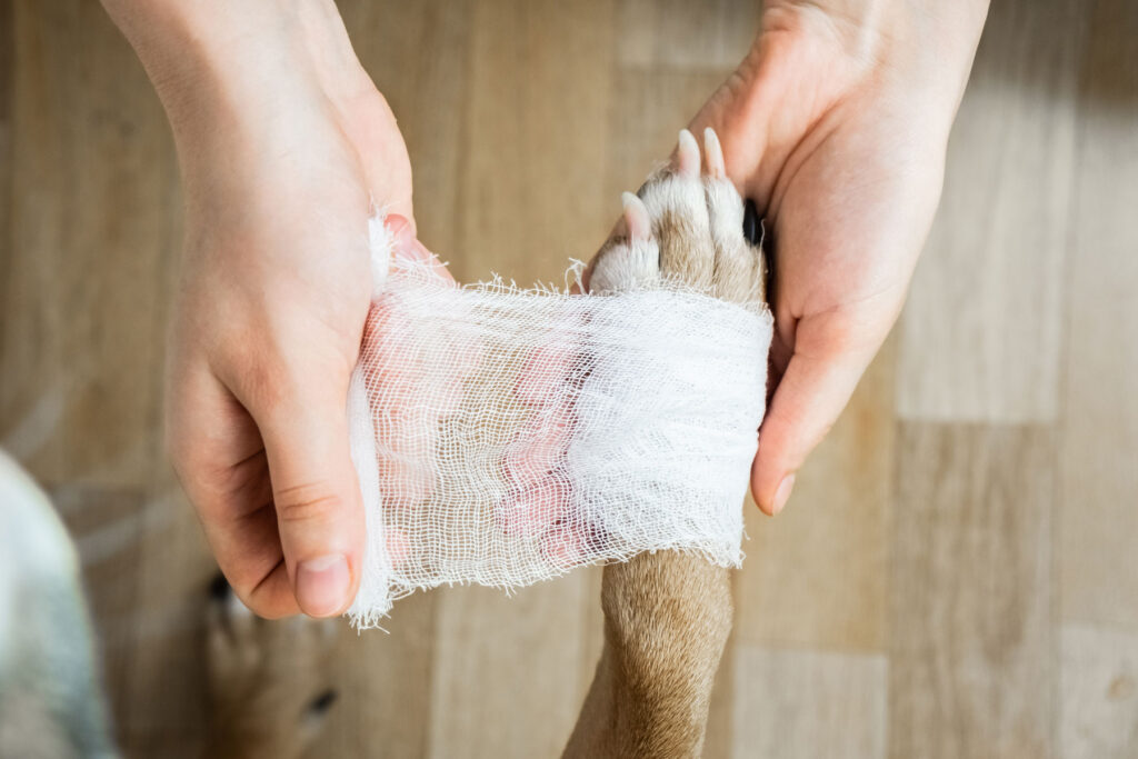 bandaging a paw