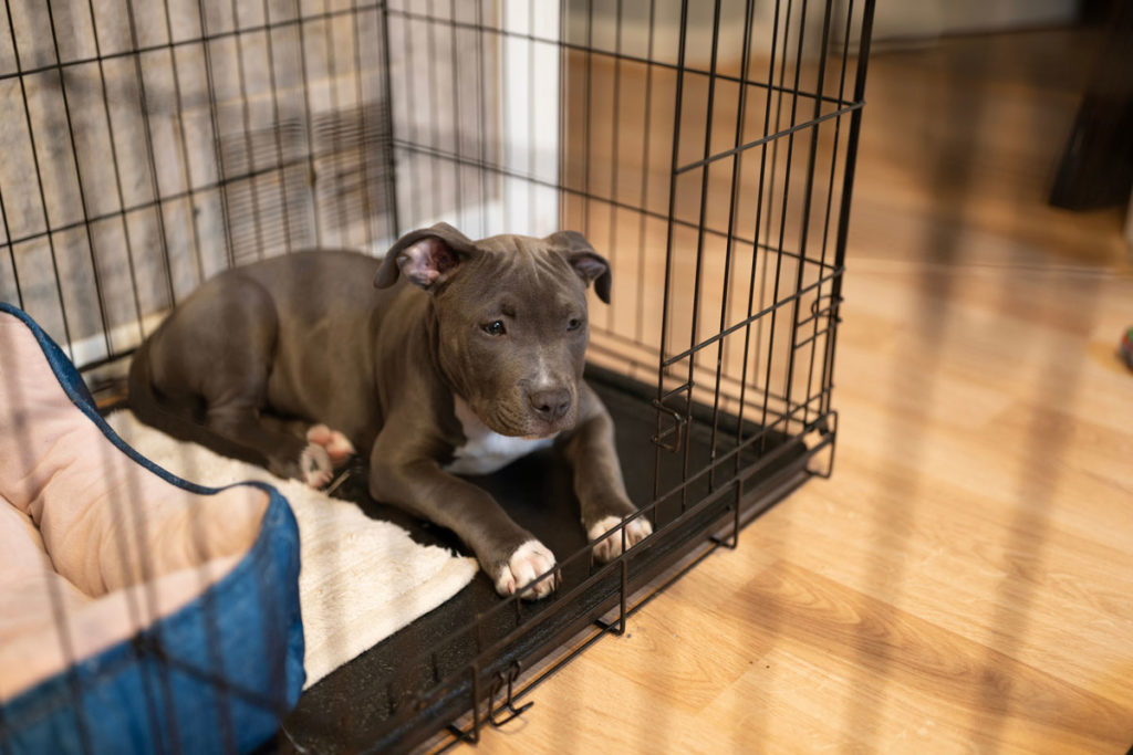 dog-crate-training