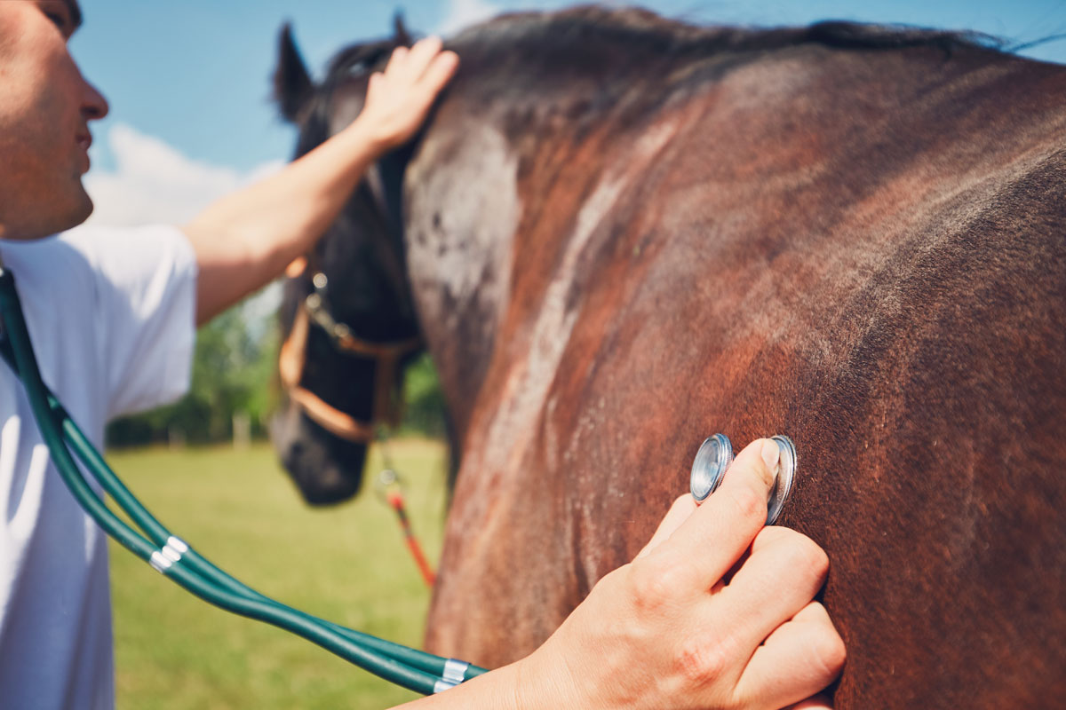 respiratory-conditions-in-horses