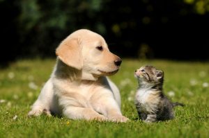 Puppies-and-kittens