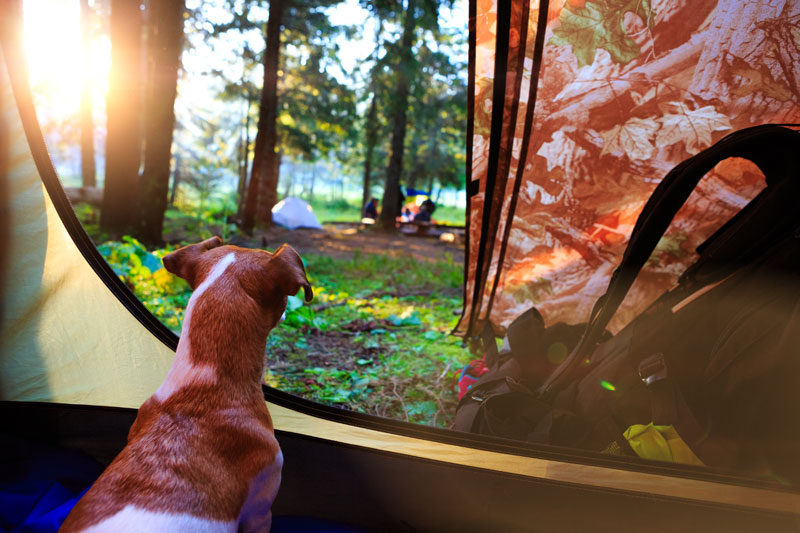Camping-with-your-dog