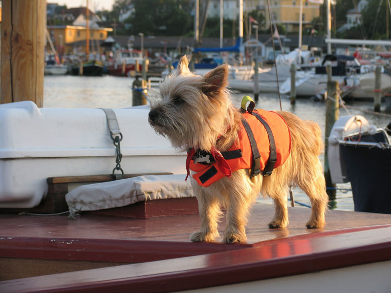boating-with-your-dog