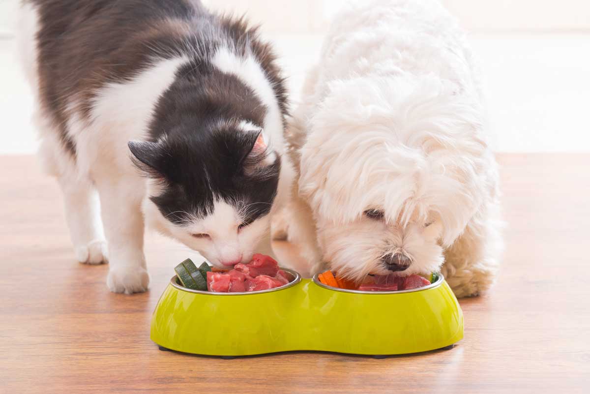 dog and cat sharing a raw food diet