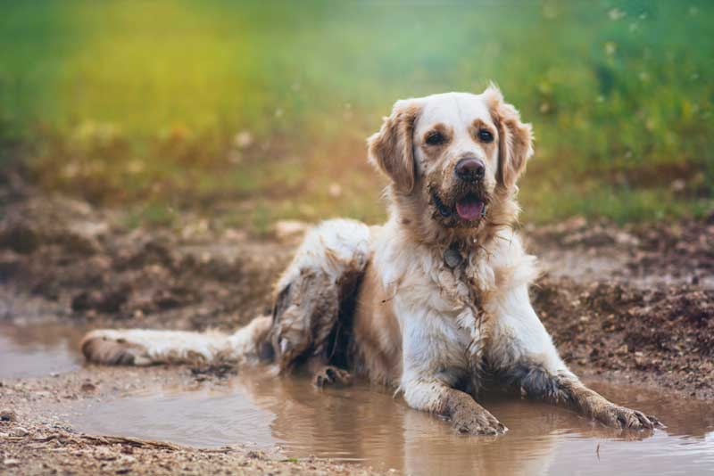 dog-in-mud