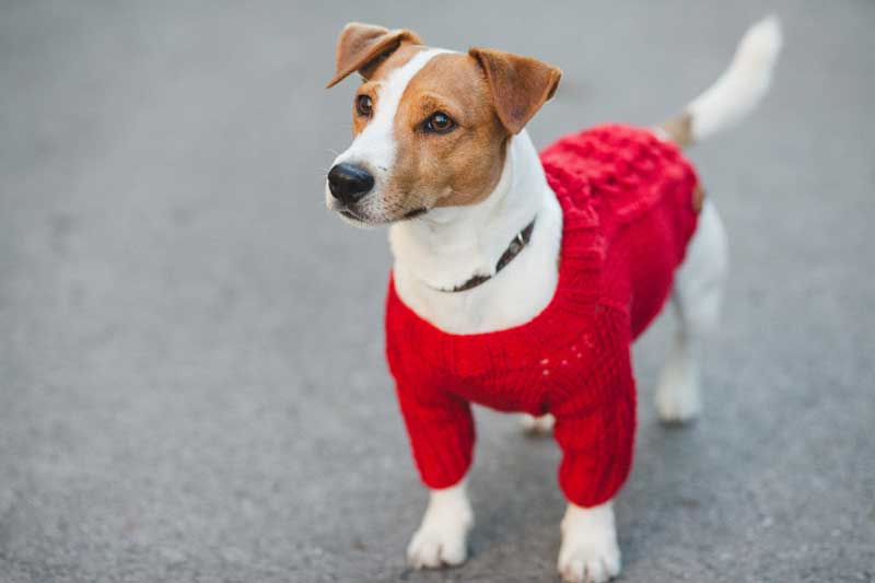 dog-in-sweater