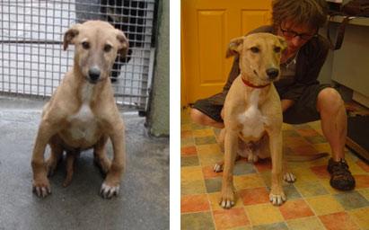 Micky - raw dog food diet