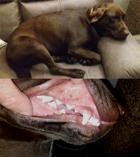 Raw-food-fed-dog-teet1