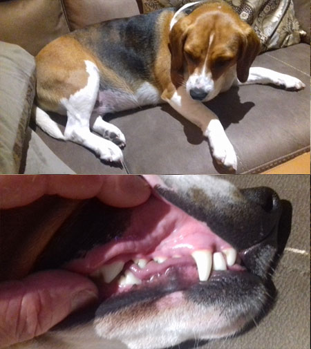 Raw-food-fed-dog-teeth1