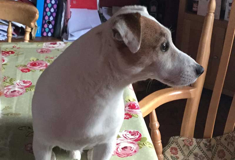 Chewie-After-Treatment