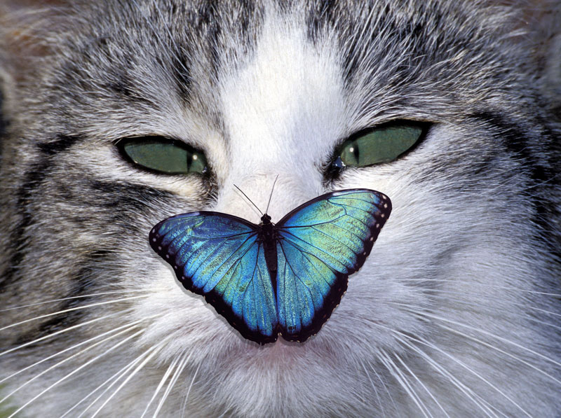 cat-with-butterfly