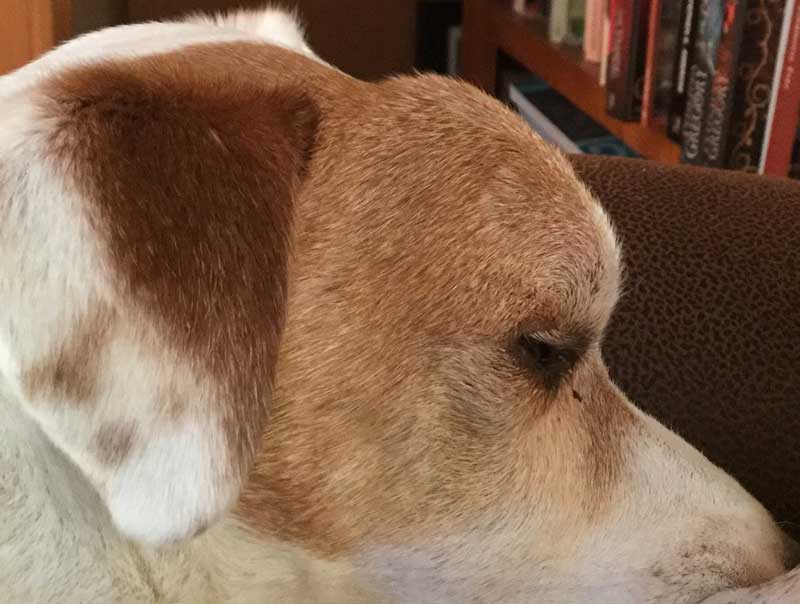 Chewie Before Homeopathy Treatment