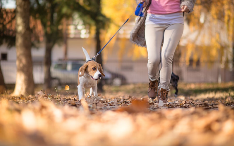dog-exercise