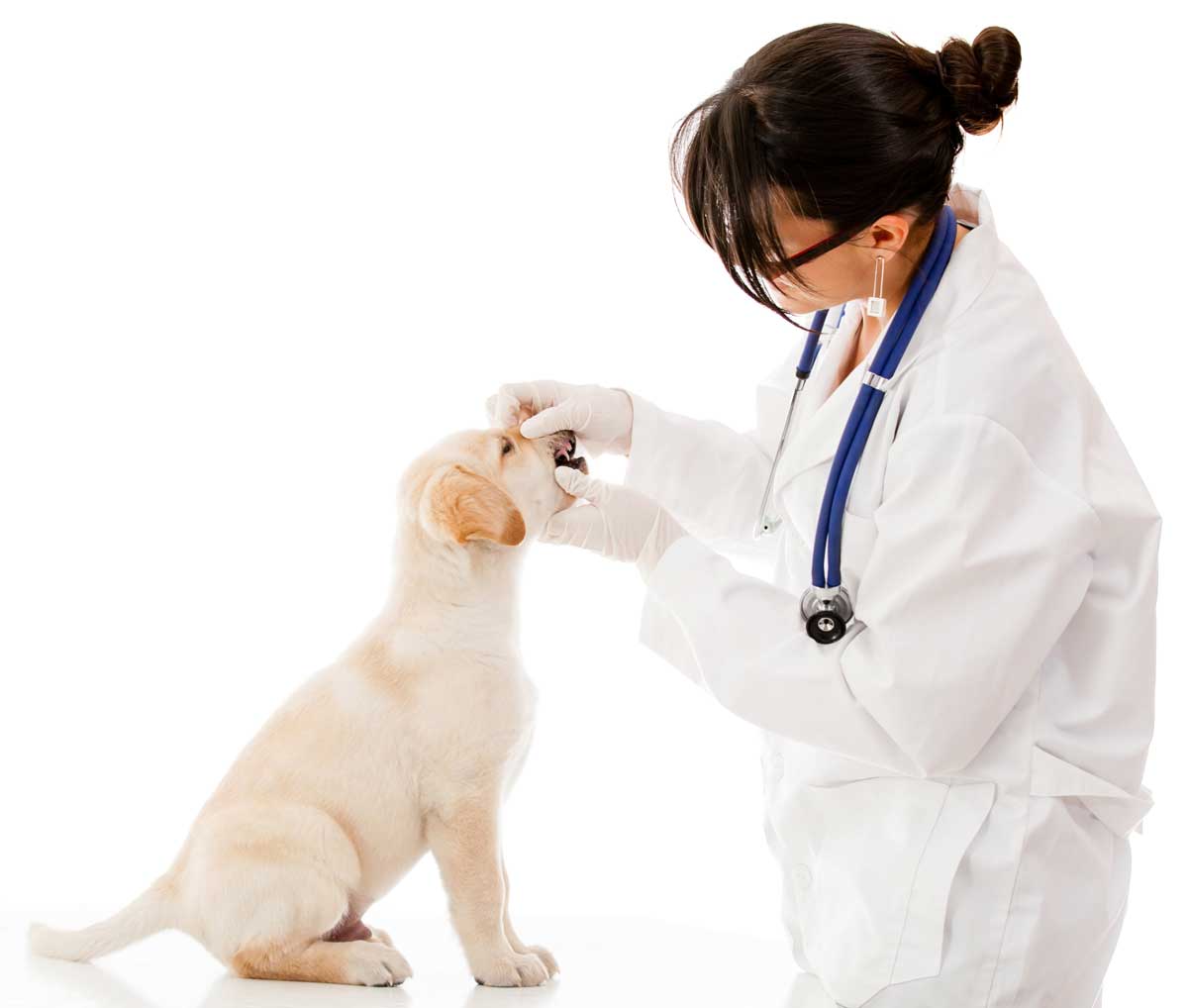 Dog-Vet-Visit