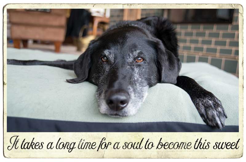 sweet-older-dog-quotes