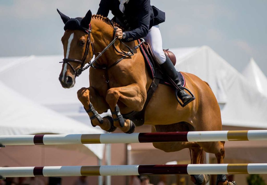 joint health in horses