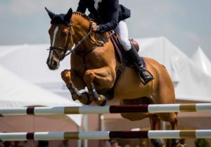 joint health in horses