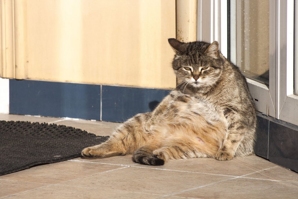 Fat-Cat