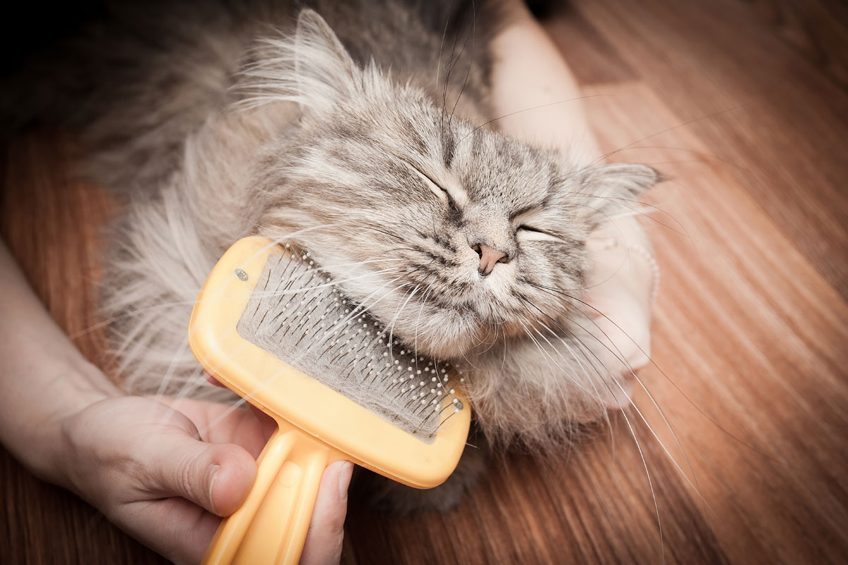 Cat-grooming