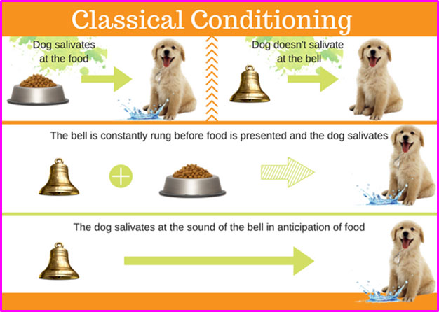 Classical-Conditioning-in-pets