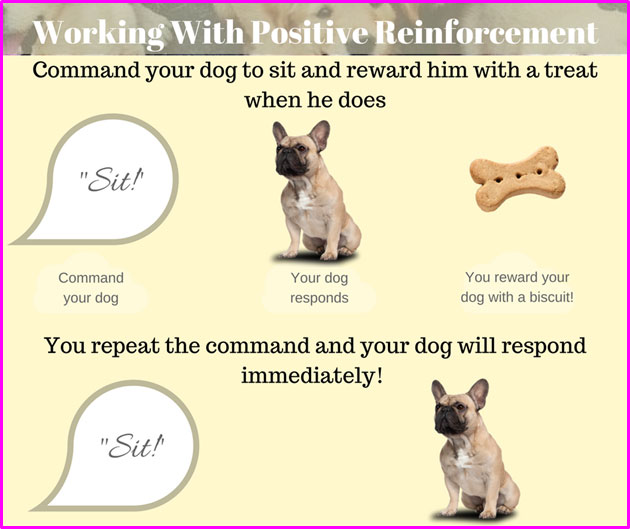 positive-reinforcement-in-pets