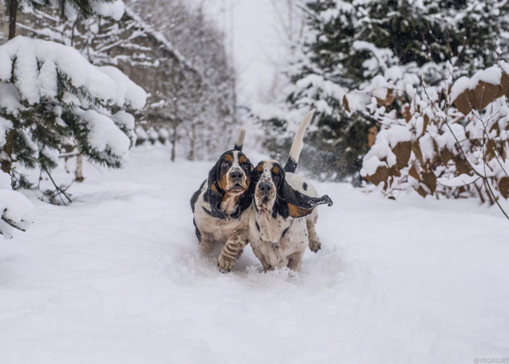 dogs-in-snow