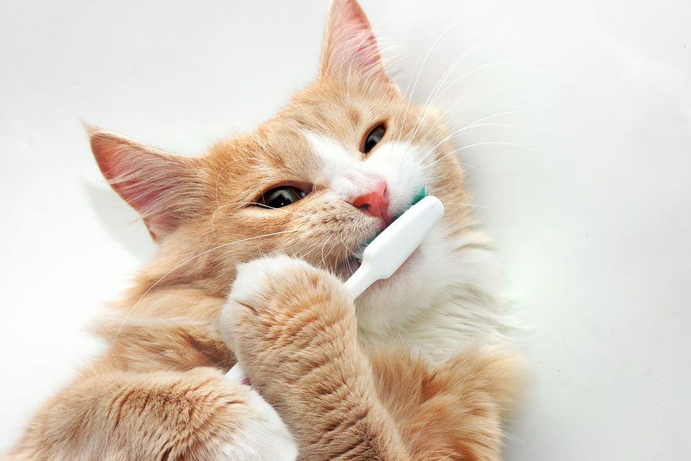 cat-toothbrush