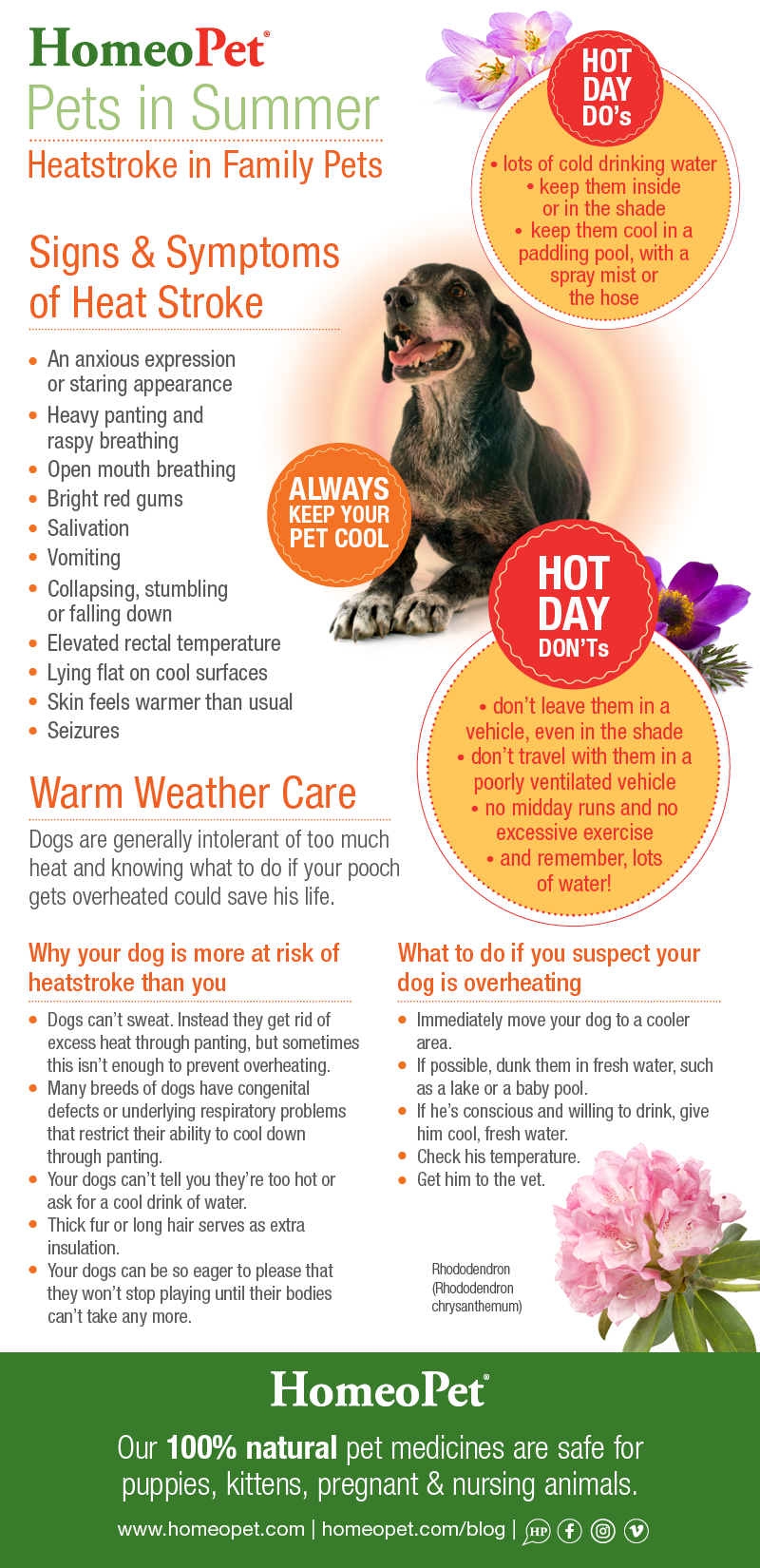 Caring for pets in hot weather infographic