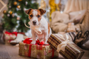 Christmas-puppy