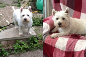 Harry-the-westie