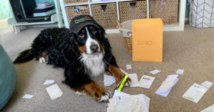 Working from home with your pet