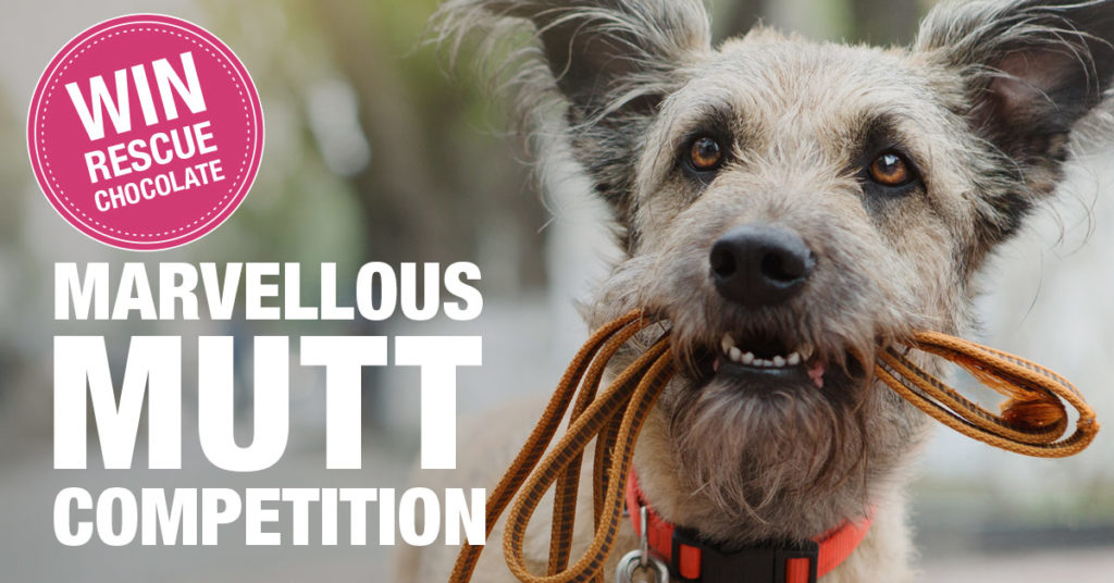 Marvellous_Mutt_Competition