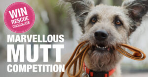 Marvellous_Mutt_Competition