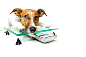 dog with book