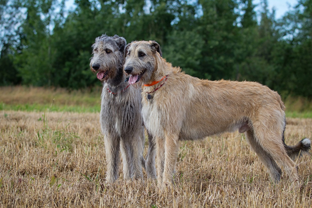Irish-Wolfhound1