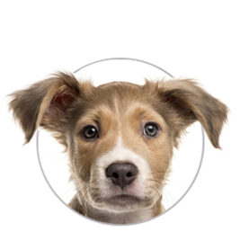 Anxiety / Behavior / Stress