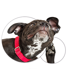 Skin & Coat Allergies