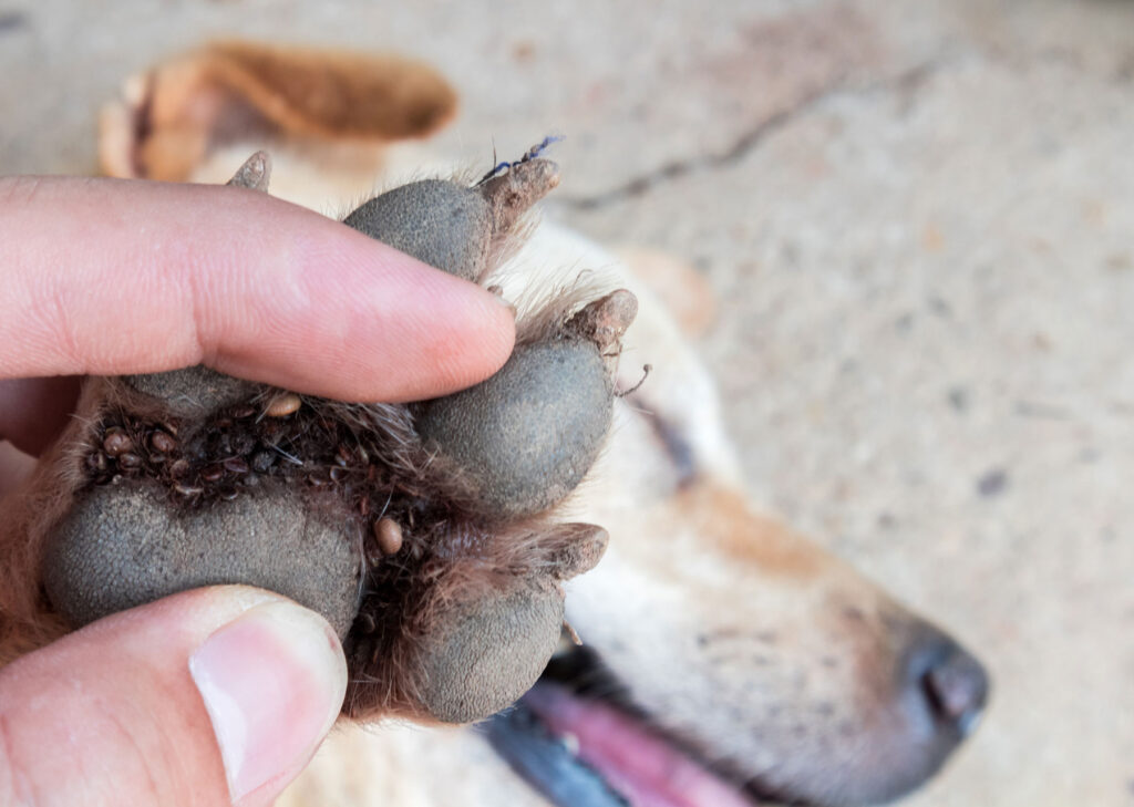 ticks-on-dog-paw