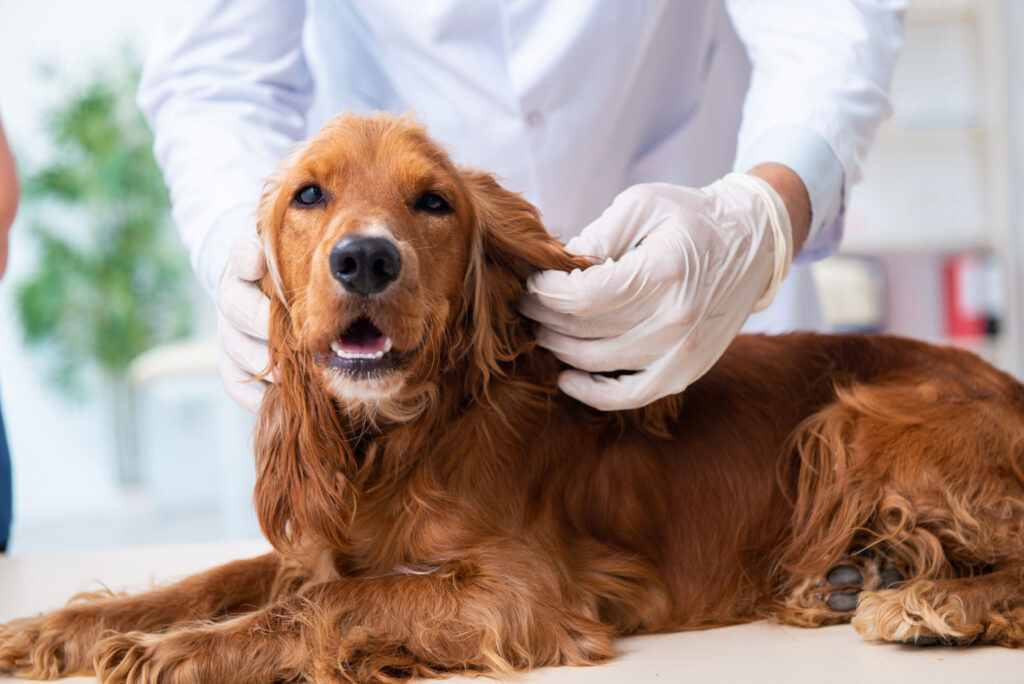 vet-checking-dog