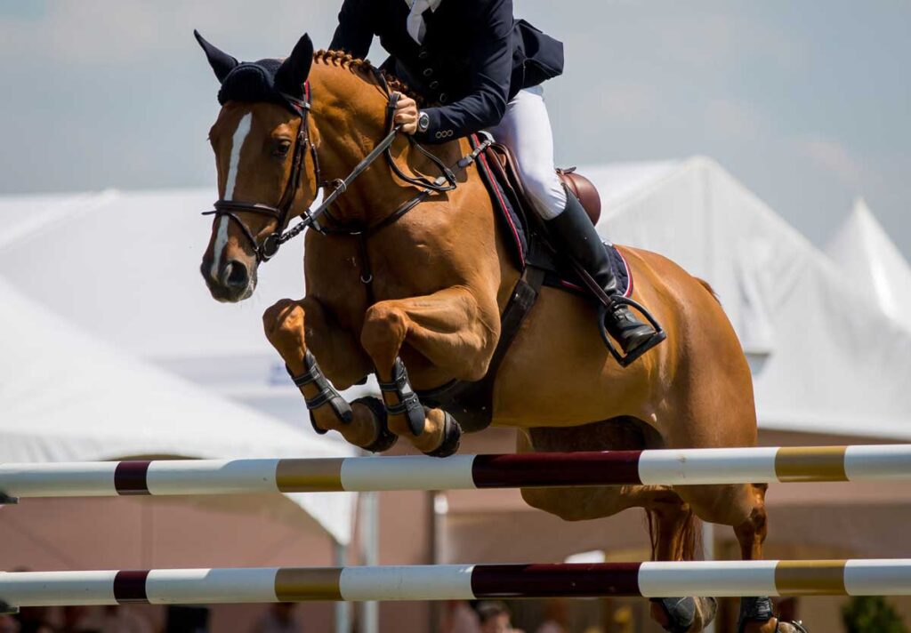 horse-jumping