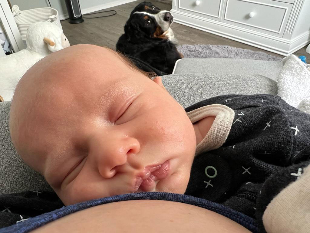 introducing pets to children